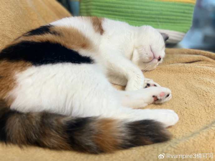 猫爪影像苹果版ios影视app下载