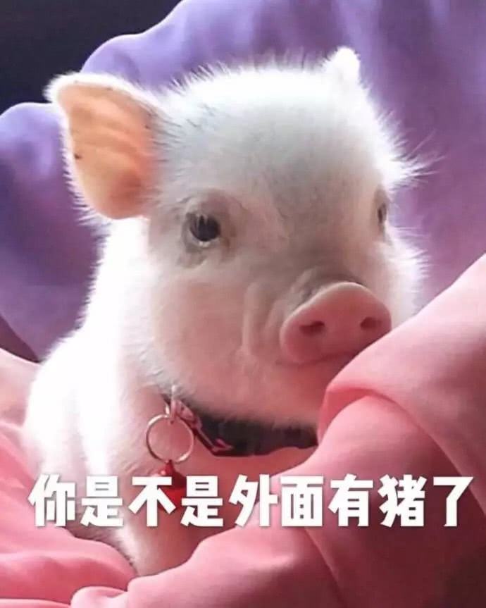 苹果版猪猪表情今年最火的猪图片-第2张图片-太平洋在线下载