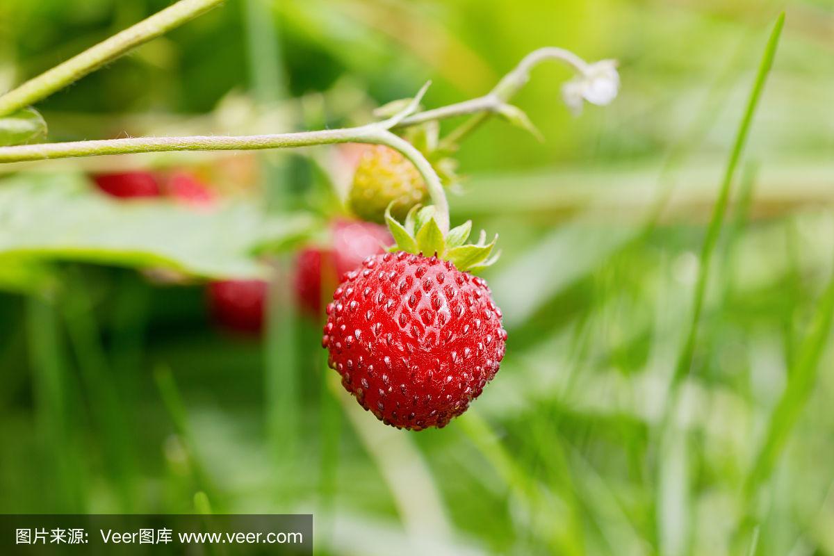 微微草苹果版微微草视频破解版